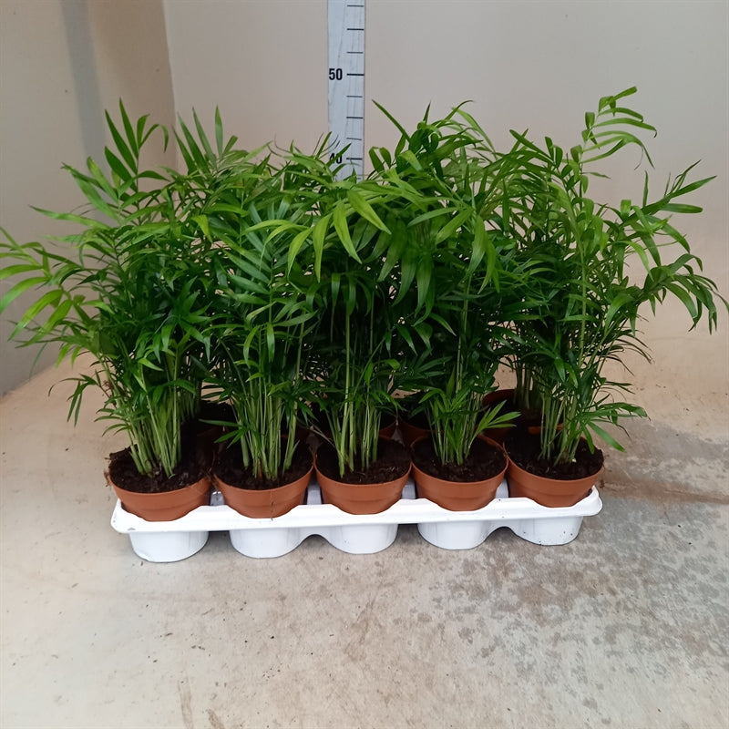 Chamaedorea elegans