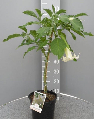 Brugmansia