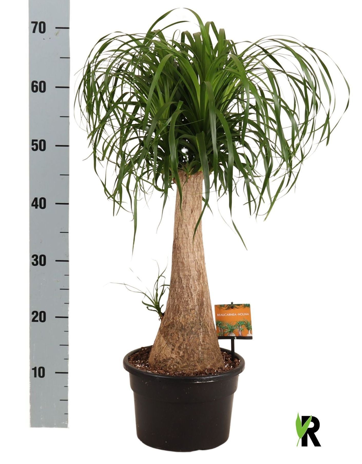 Nolina recurvata
