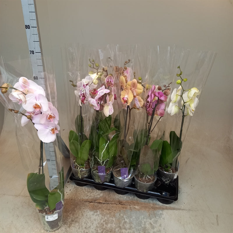Phalaenopsis mixed