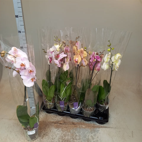 Phalenopsis
