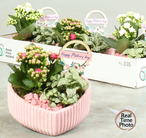 Indoor plant arrangement in pink bowl