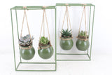 Arrangement plants in Bowls