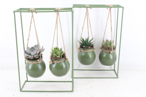 Arrangement plants in Bowls