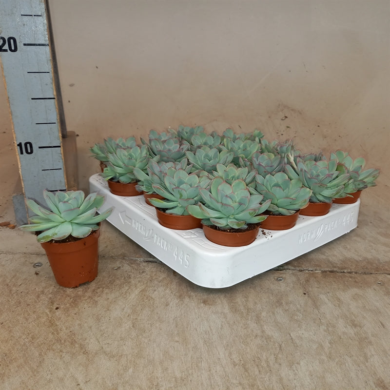 Echeveria without flower