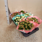 Kalanchoe mixed