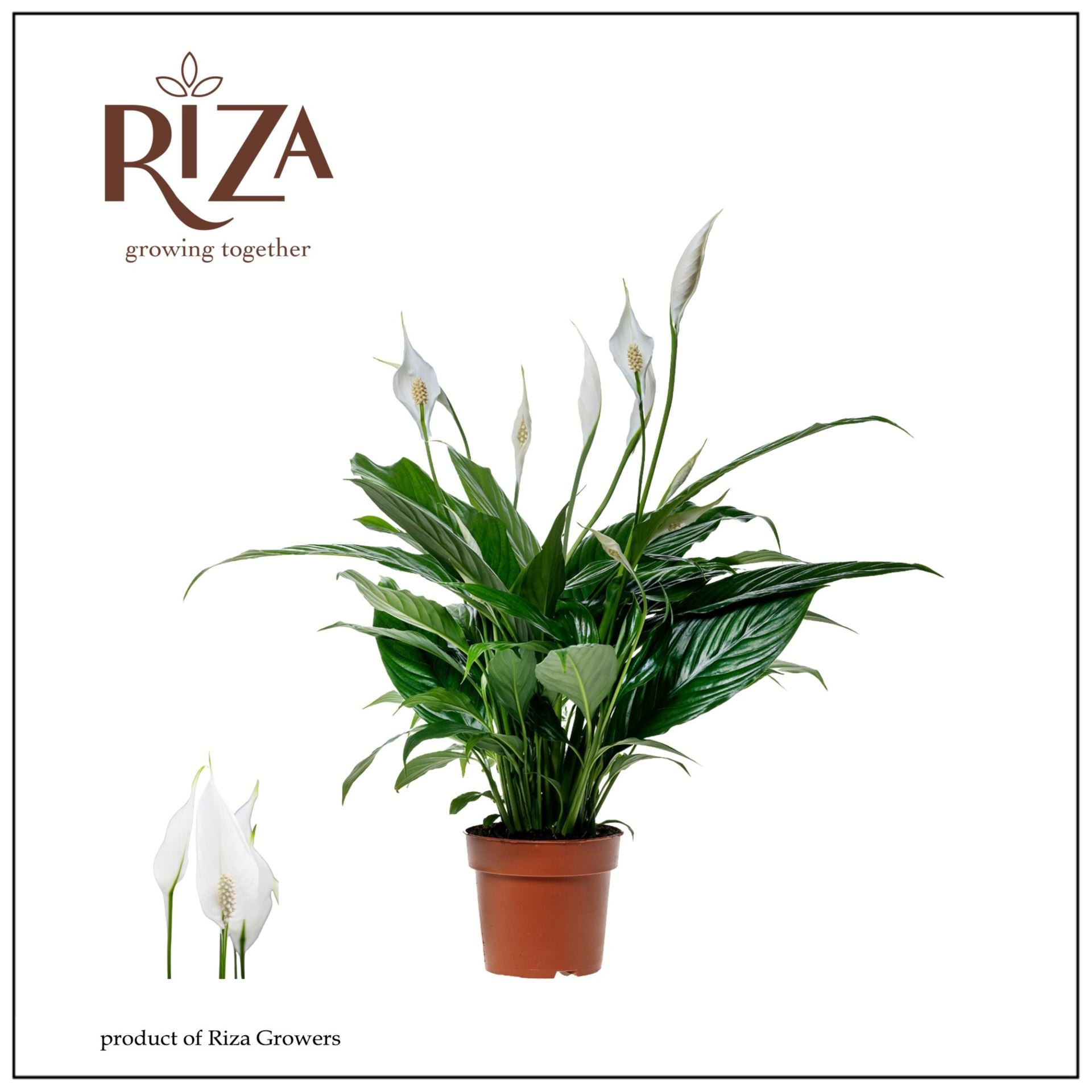 Spathiphyllum Sweet benito