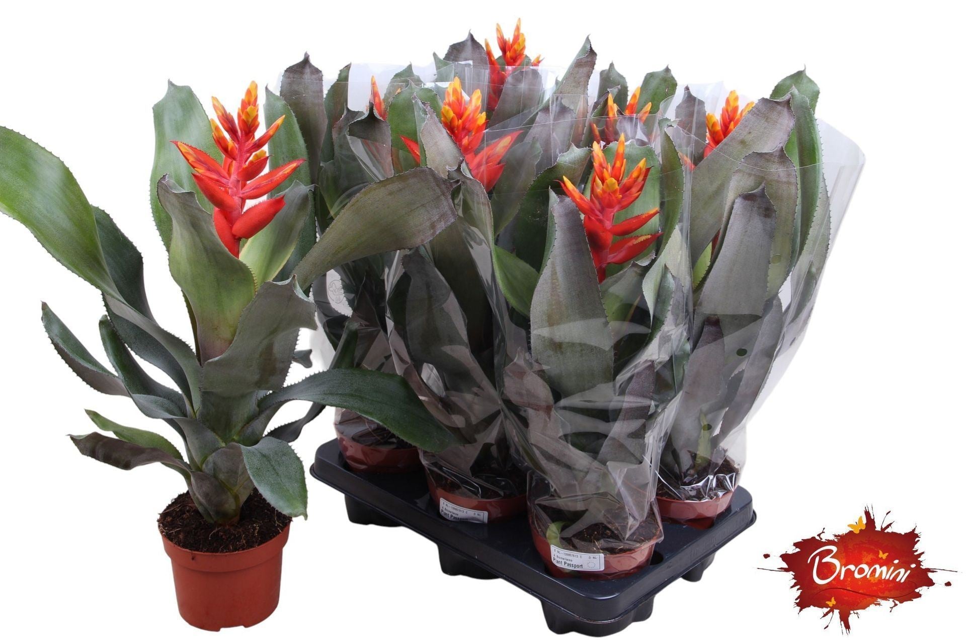 Aechmea pepita