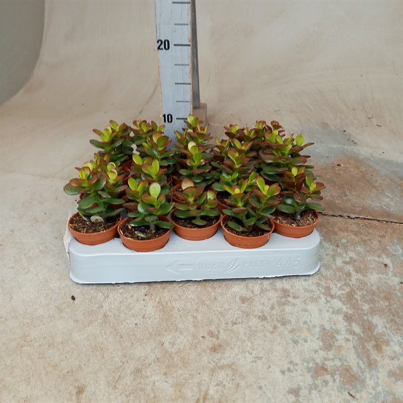 Crassula ovata