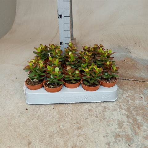 Crassula ovata