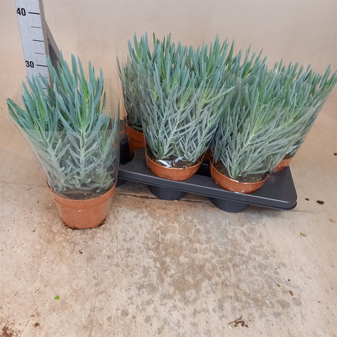 Curio Ficoides