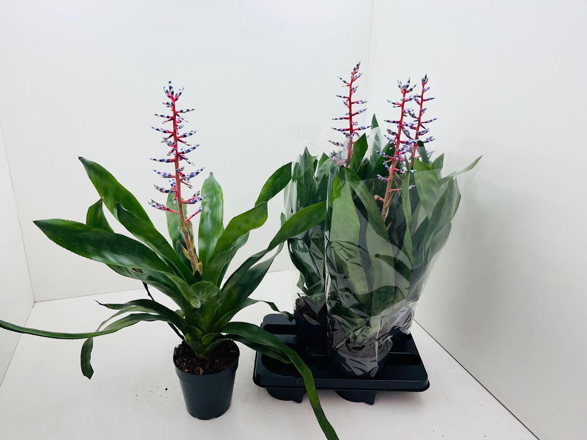 Aechmea blue rain