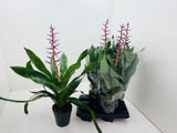 Aechmea blue rain