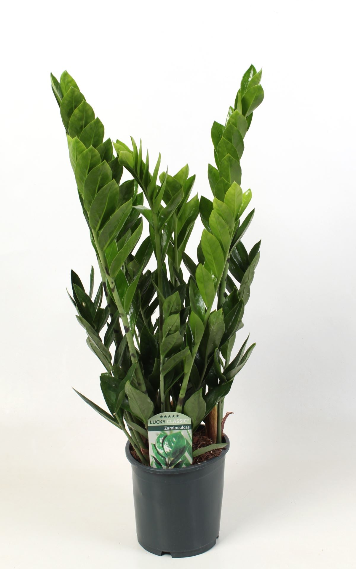 Zamioculcas Zamifolia pt.17