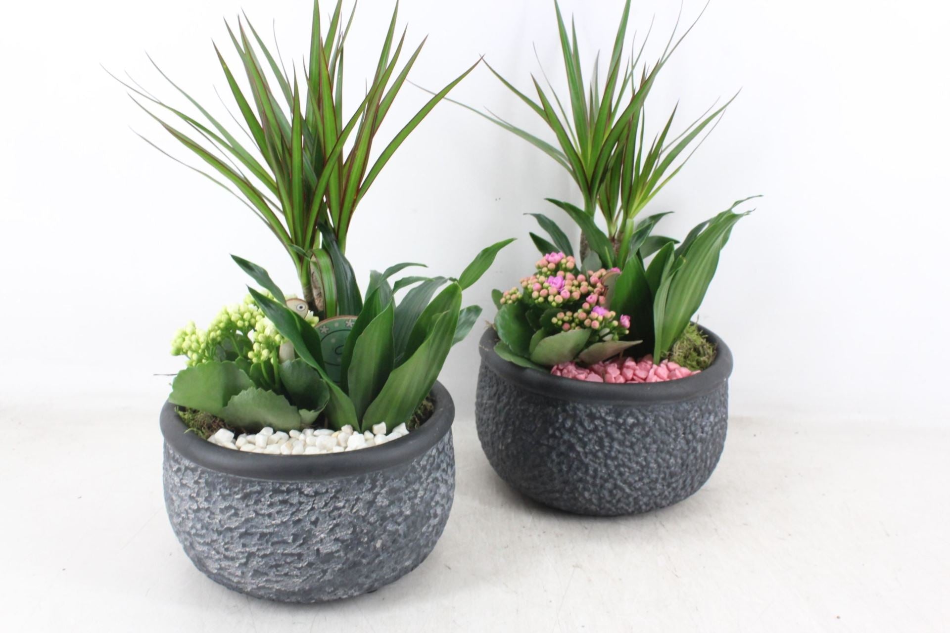 Arrangement plants in Bowl