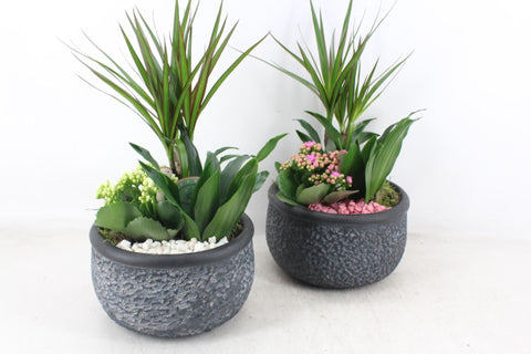 Arrangement plants in Bowl