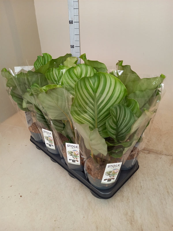 Calathea orbifolia