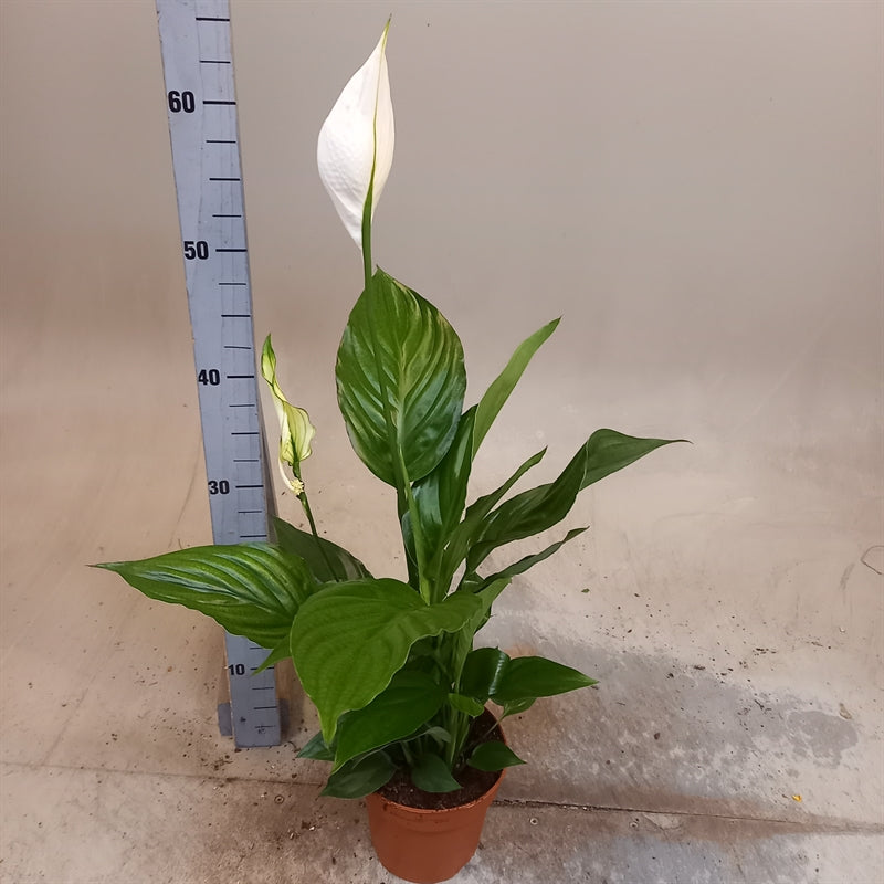 Spathiphyllum sweet ricardo