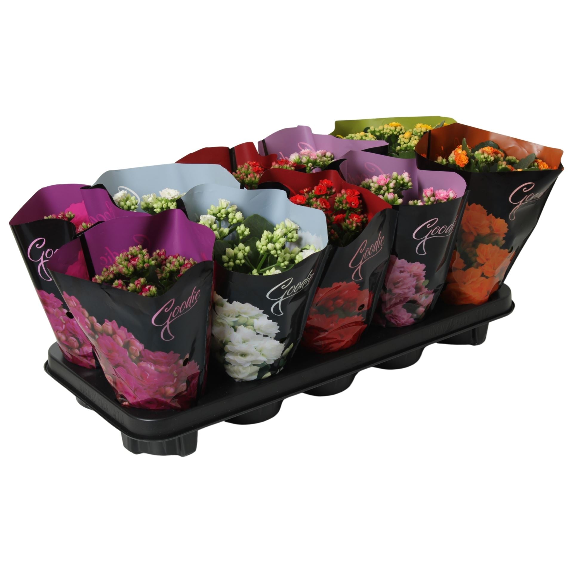 Kalanchoe