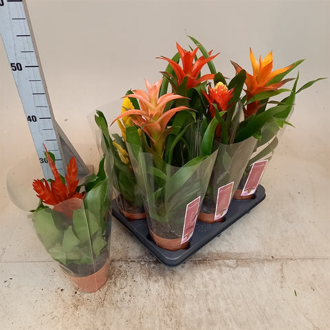 Bromelia