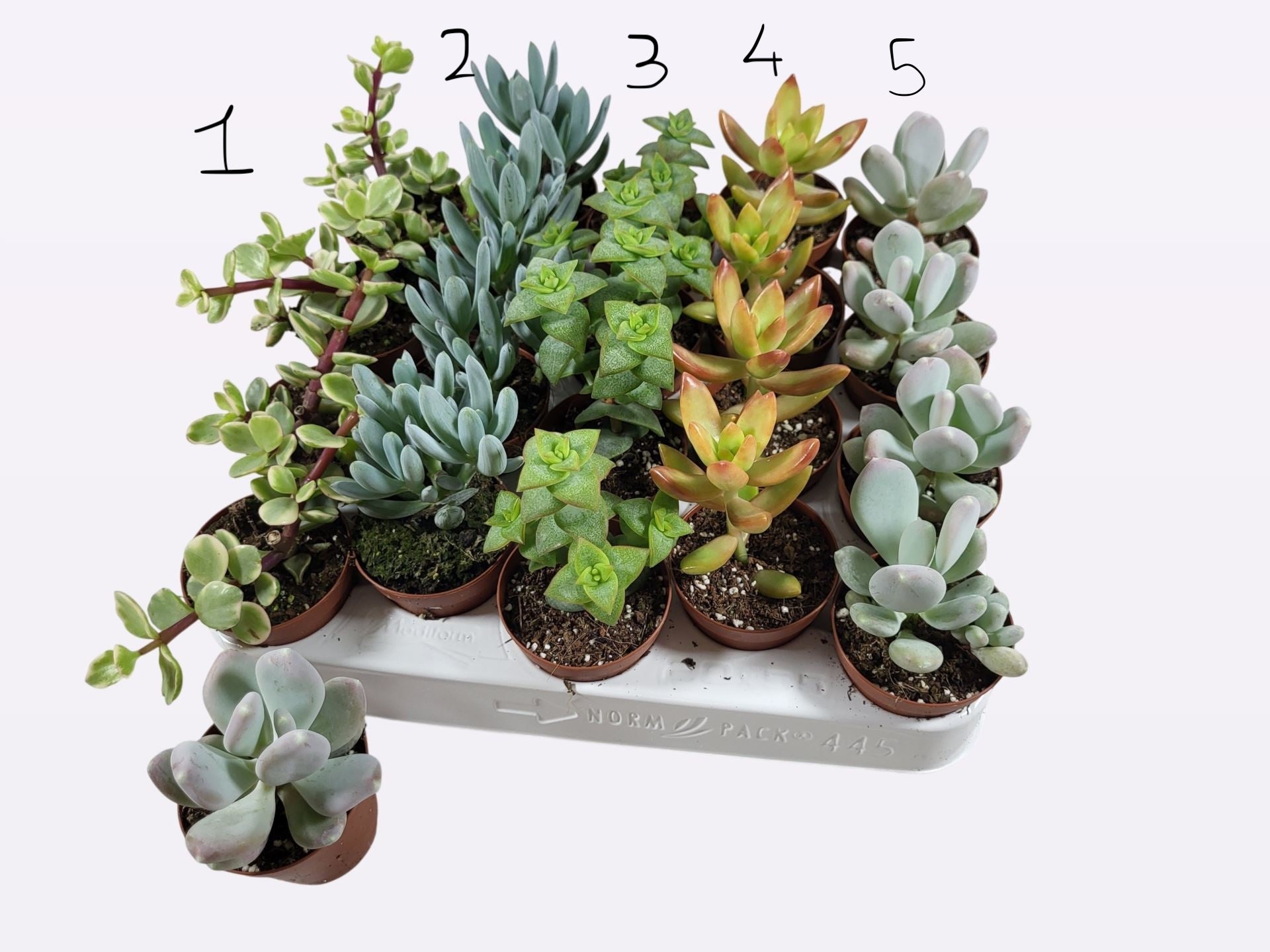Succulent plants 5 cm pot