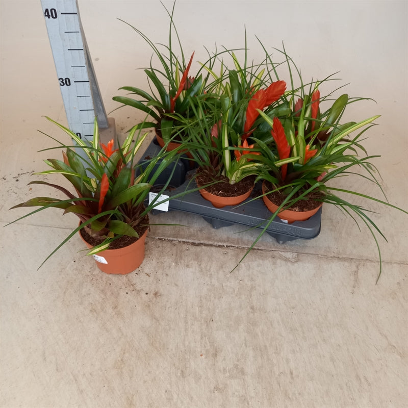 Bromelia