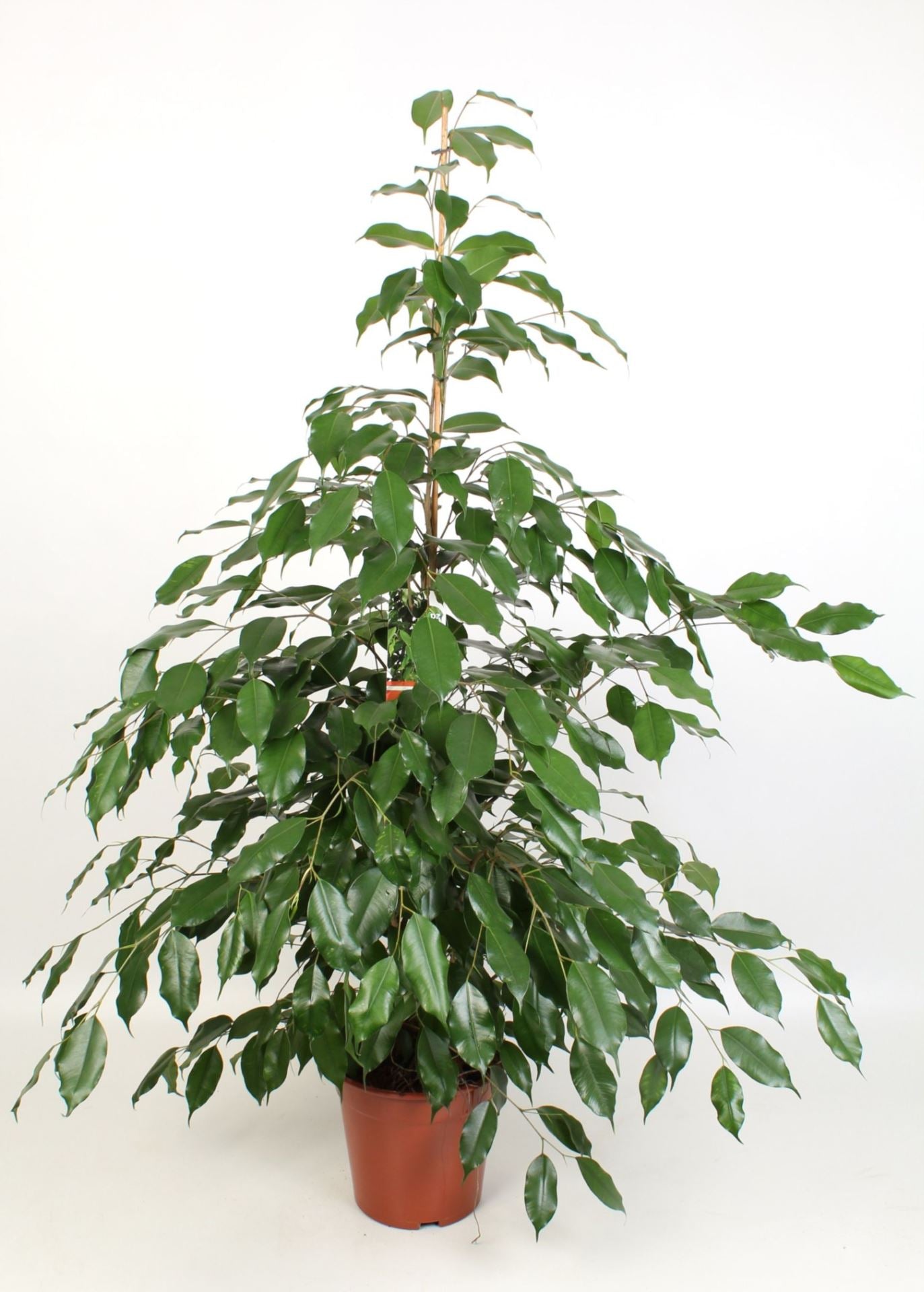 Ficus Exotica Height 110cm