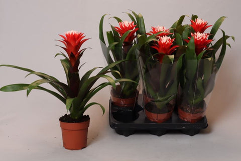 Guzmania Hope - Height 40cm