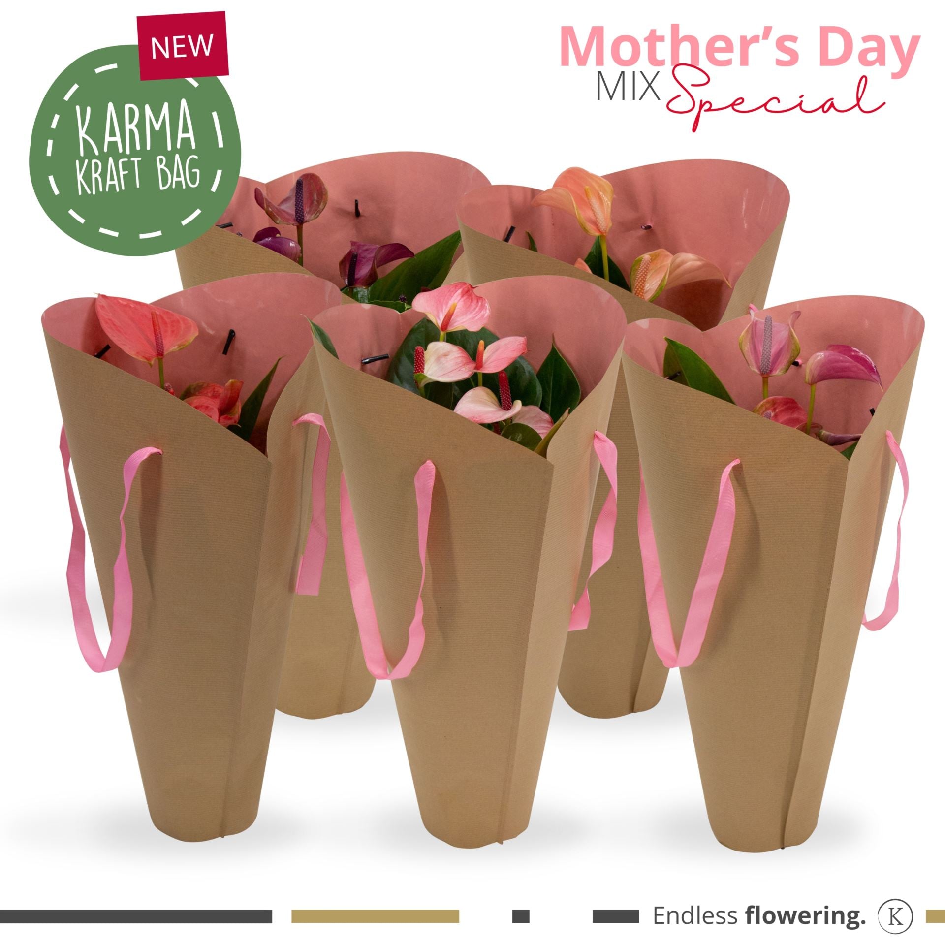 Anthurium gift bag- pot 12cm