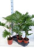 Livistona rotundifolia Height 80cm