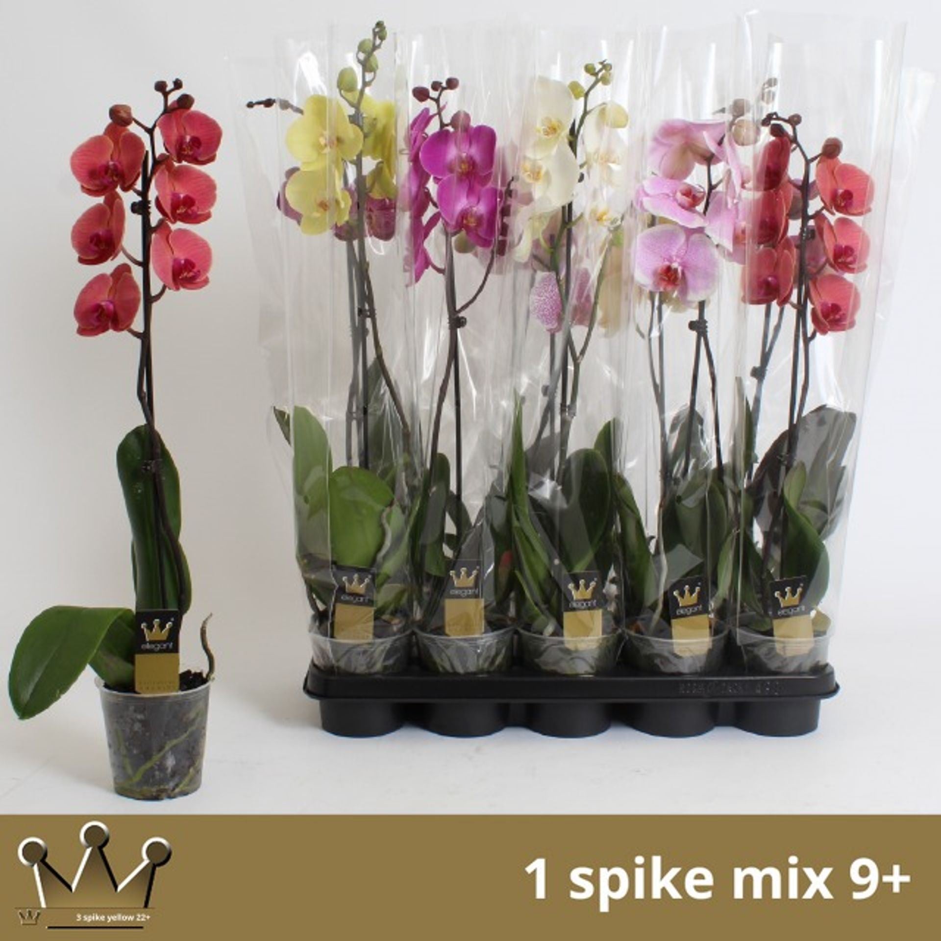 Phalaenopsis Mixed Height 70cm