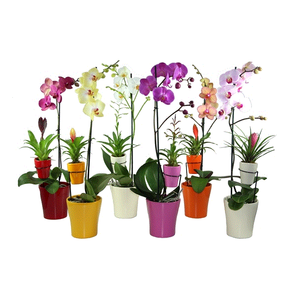 Orchid & Bromelia arrangement