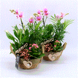 Phalaenopsis arrangement 3