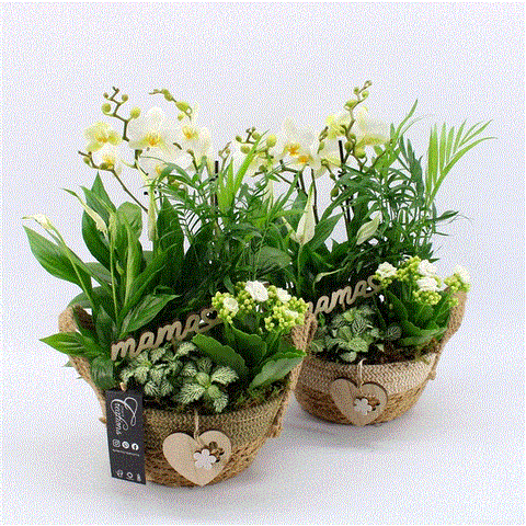 Phalaenopsis arrangement 4