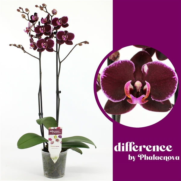 Phalaenopsis Debora 2 stem