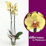Phalaenopsis Edyta 2 stem