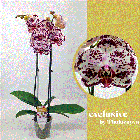 Phalaenopsis Bohemian Mondriaan 2 stem