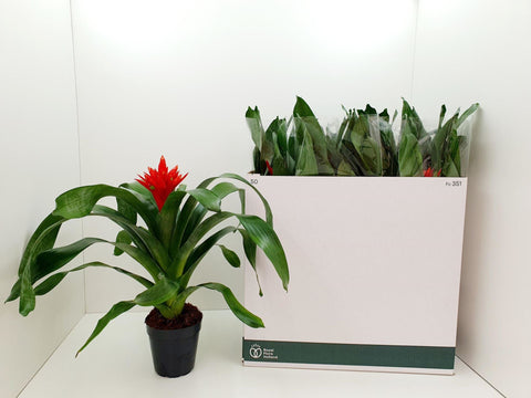 Aechmea Rozane Height 65cm