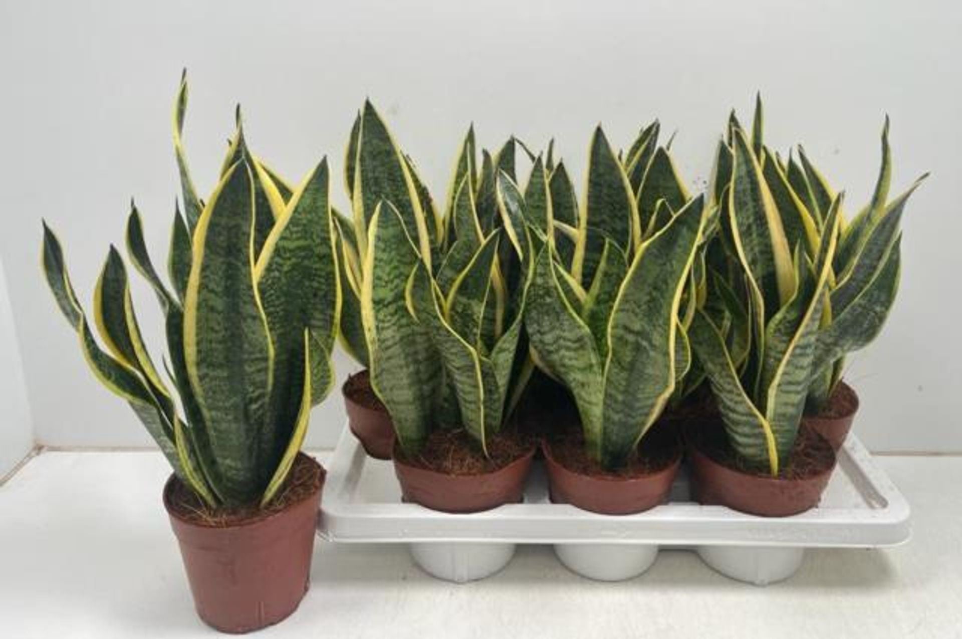 sansevieria futura superba height Sansevieria trif. futura superba Height 45cm – Xerri's Garden Centre