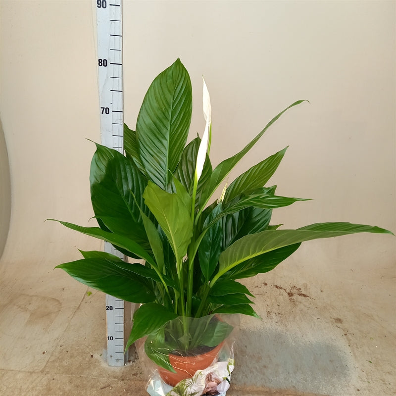 Spathiphyllum Sweet Isabella Height 80cm