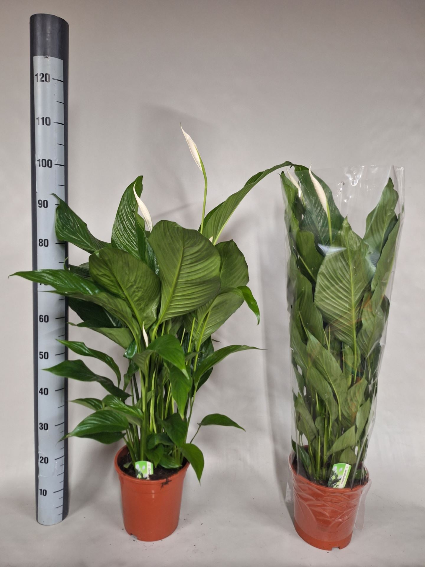 Spathiphyllum sweet Lauretta Height 85cm