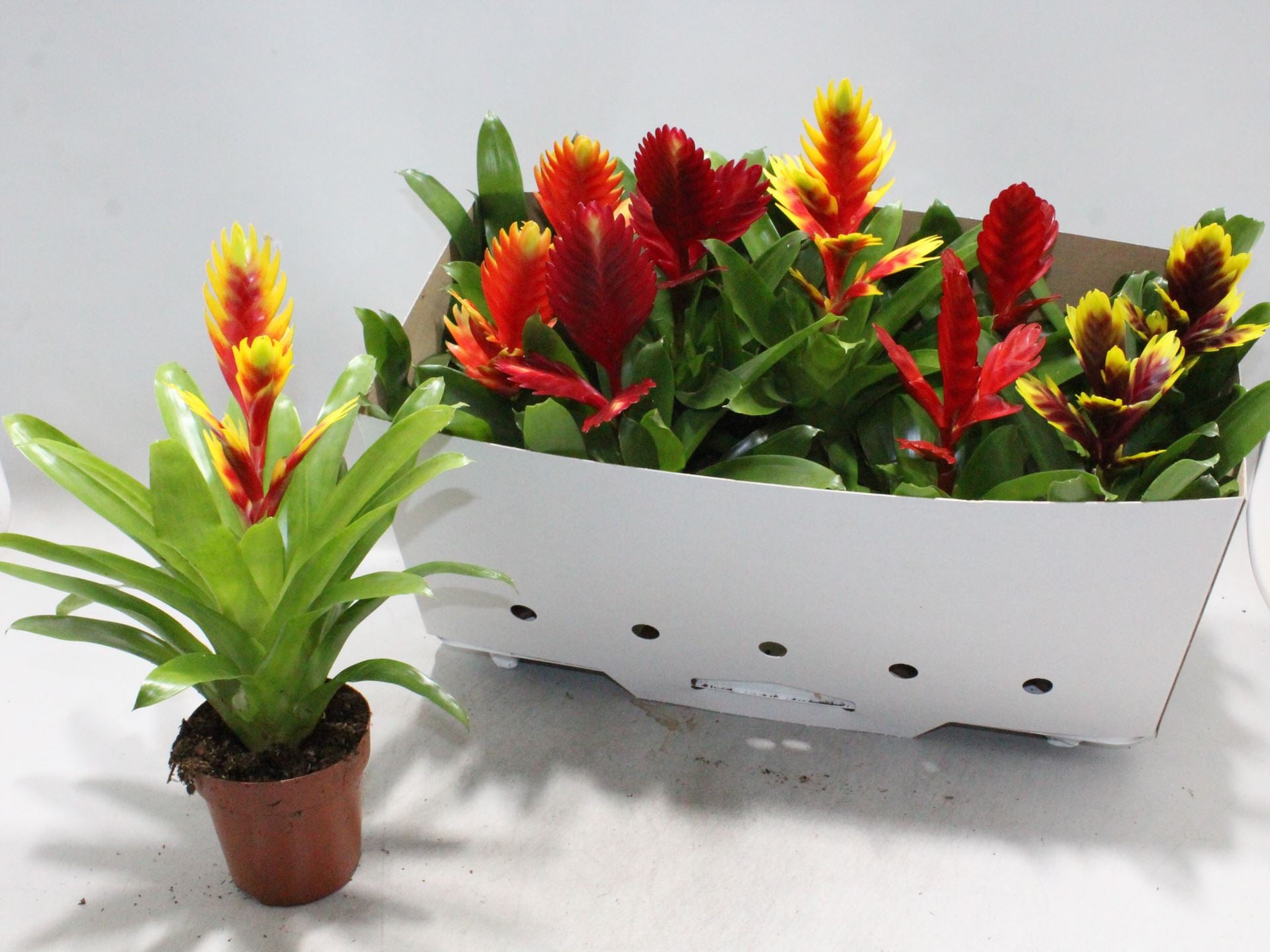 anthurium michigan Anthurium Michigan Height 50cm – Xerri's Garden Centre