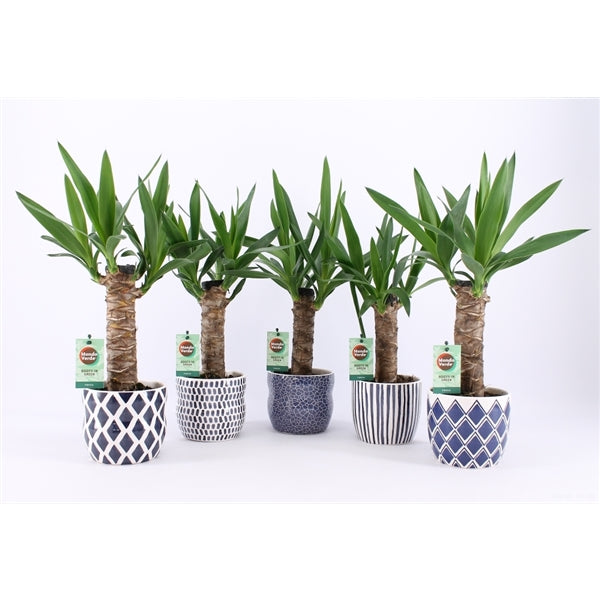Yucca in decorative pot