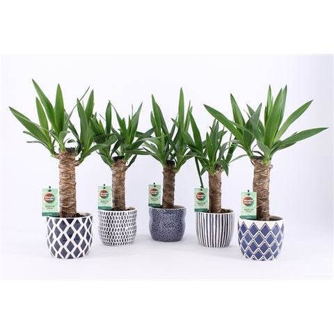Yucca in decorative pot