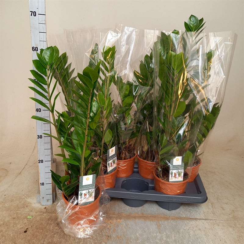 Zamioculcas zamiifolia Height 65cm