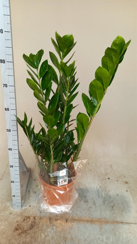 Zamioculcase Zamiifolia - Height 90cm