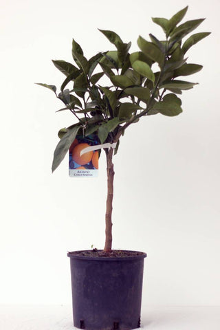 Orange (Arancio Citrus Sinensis) Tree Pot size 20cm