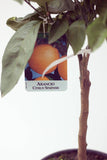 Orange (Arancio Citrus Sinensis) Tree Pot size 20cm