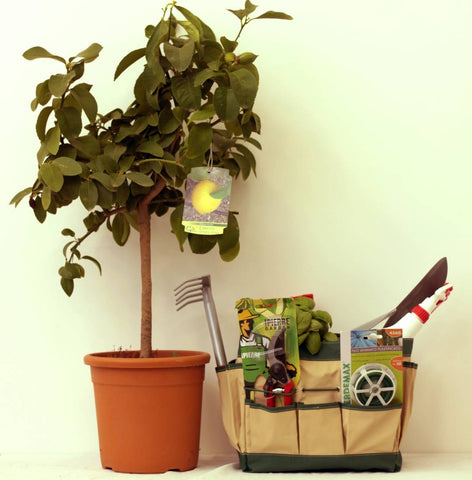 Father's Day Gift Combo - Citrus Tree & Garden Needs Pack