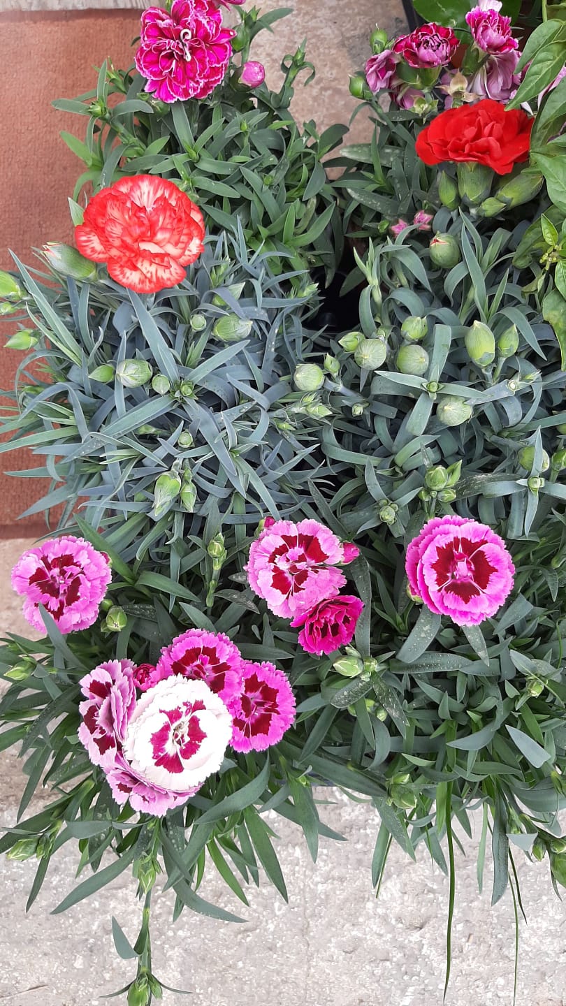 Dianthus / Carnations